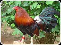 Lieper Hatch Cock